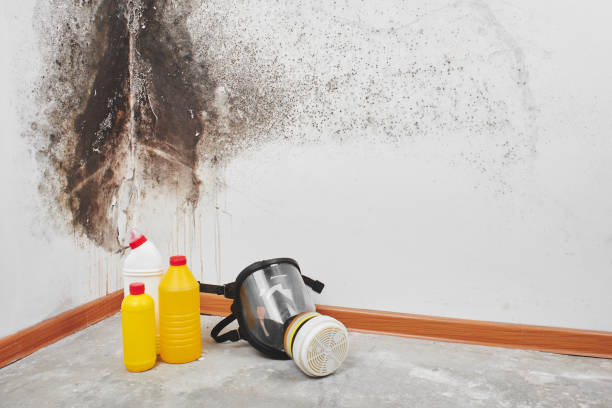 Best Office Mold Removal Services  in Napoleon, OH
