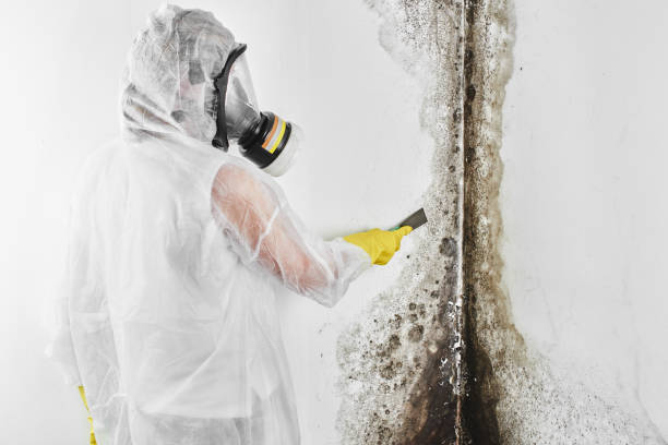 Professional Mold Removal in Napoleon, OH