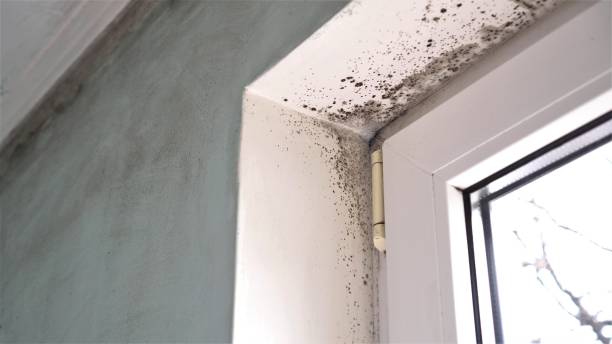 Best Toxic Mold Removal  in Napoleon, OH