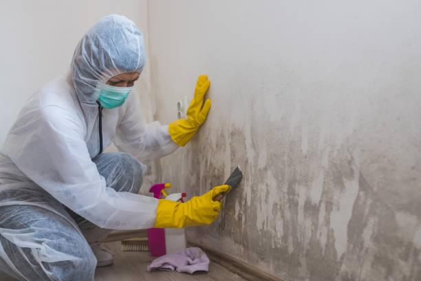 Best Emergency Mold Removal  in Napoleon, OH