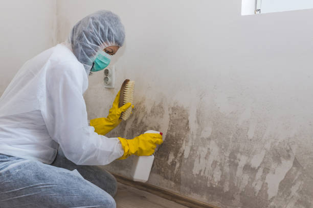 Best Certified Mold Removal  in Napoleon, OH