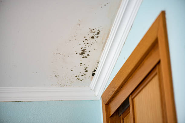 Best Residential Mold Removal  in Napoleon, OH