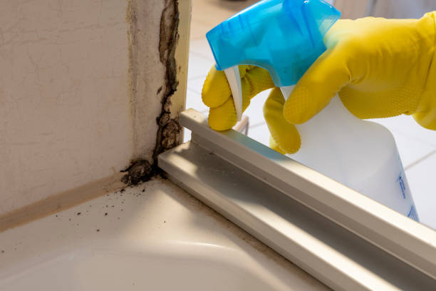 Best Home Mold Removal  in Napoleon, OH