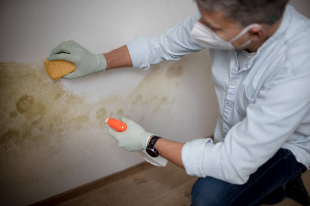 Attic Mold Removal in Napoleon, OH