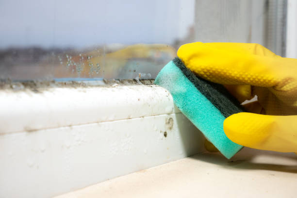 Best Emergency Mold Removal  in Napoleon, OH