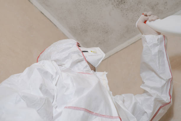 Best Fast Mold Removal  in Napoleon, OH