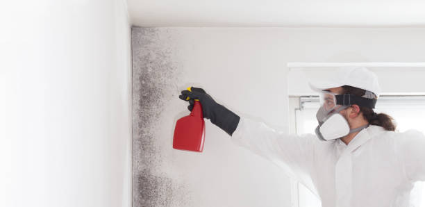 Best Affordable Mold Removal  in Napoleon, OH