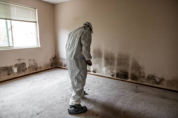 Best Residential Mold Removal  in Napoleon, OH