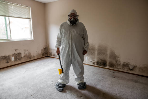 Professional Mold Removal in Napoleon, OH