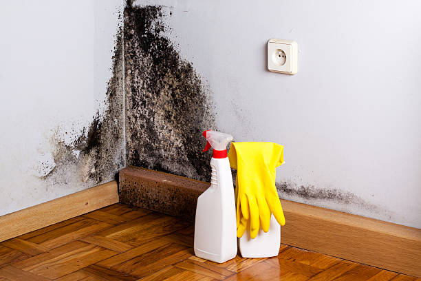 Best Mold Damage Repair  in Napoleon, OH