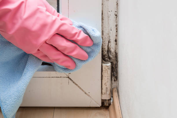 Mold Removal Process in Napoleon, OH