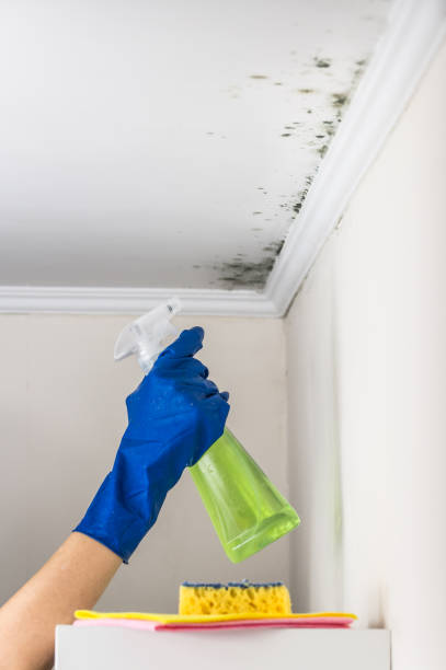 Best Commercial Mold Removal  in Napoleon, OH