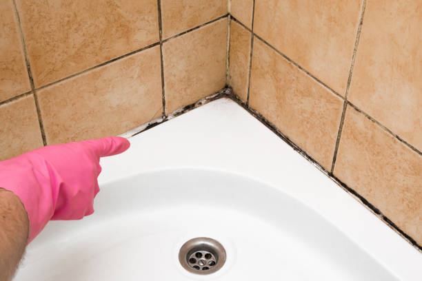 Best Certified Mold Removal  in Napoleon, OH